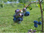 I love Berrys