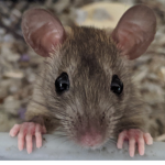 Rat team :)