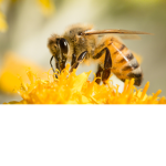 beez nutz