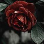 ||| Rose Petals |||