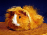 ginny pig lovers
