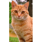 Gato Pro 2.0 Grupo