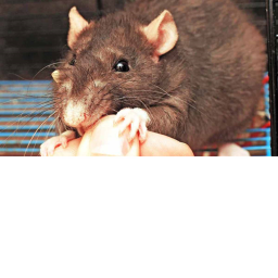 rat hangout