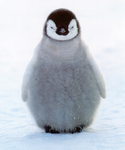 Pengui Empire