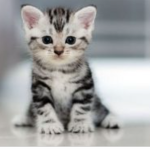 like cats and be in this group if you like cats yo