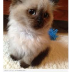 kitten person