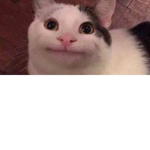 Bobthecat