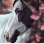 Irish Cob Association