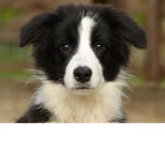 I love_dogz