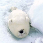 The Bizarre Seals
