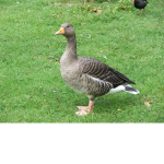Goose-Salon Clothing