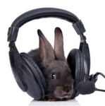 Pet rabbits