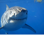 SharkiieBitez Clothing
