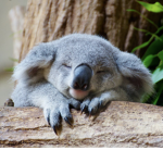 Cozykoalas