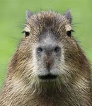 Capybara Tower Defense Studios