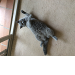 The cute cats always make it