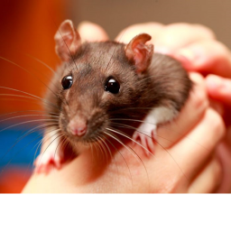 Rat Group HangOut Lol Lol