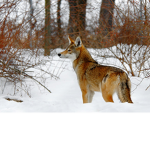 Tango Wolves