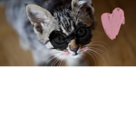 Adnan’s Cute Cat Group