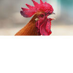 granja uwu