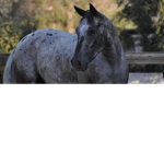 Barrel racing group