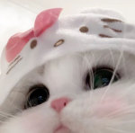 feline fashion applications
