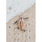Sèa Turtleš