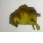 Haloptes perro