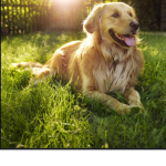 The dog clan verified
