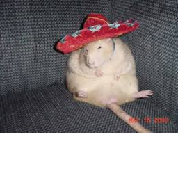 rat talk
