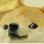 The Doges fun group