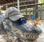 Aligators Games Group Thumbnail