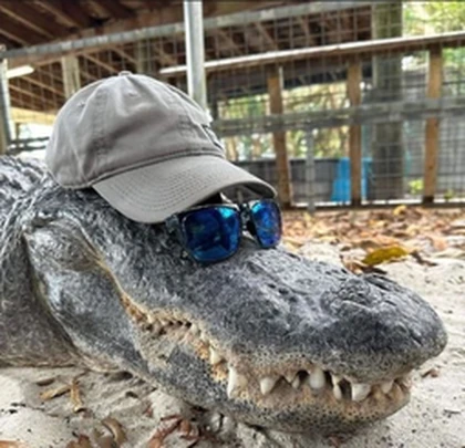 Aligators Games Roblox group icon
