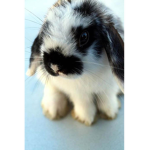 SLAY bunny squad