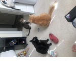 kitty kittin cat squad