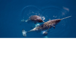 narwhals Drink orange juice