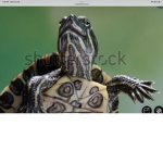 Turtle fun house