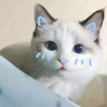 $Lxvermoon