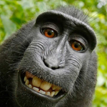 - monkey gang -