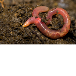 EarThWorM sAlLy OrDeR
