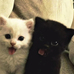 Rex's Cuties