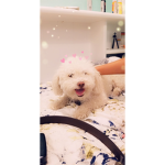 Potato101