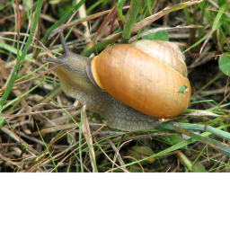 Snail
