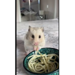 Hammy the hamster very cool group