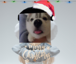H3ART’S official Roblox Group