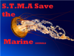 Save The Marine Animals