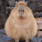 Capybaraz Inc.
