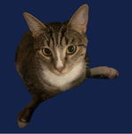The cats group is a group