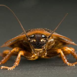 The roach group!