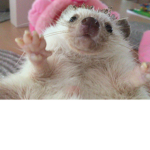 🦔 Hedgehog Squad 🦔